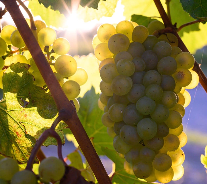 Le Domaine - Cépages et appellations