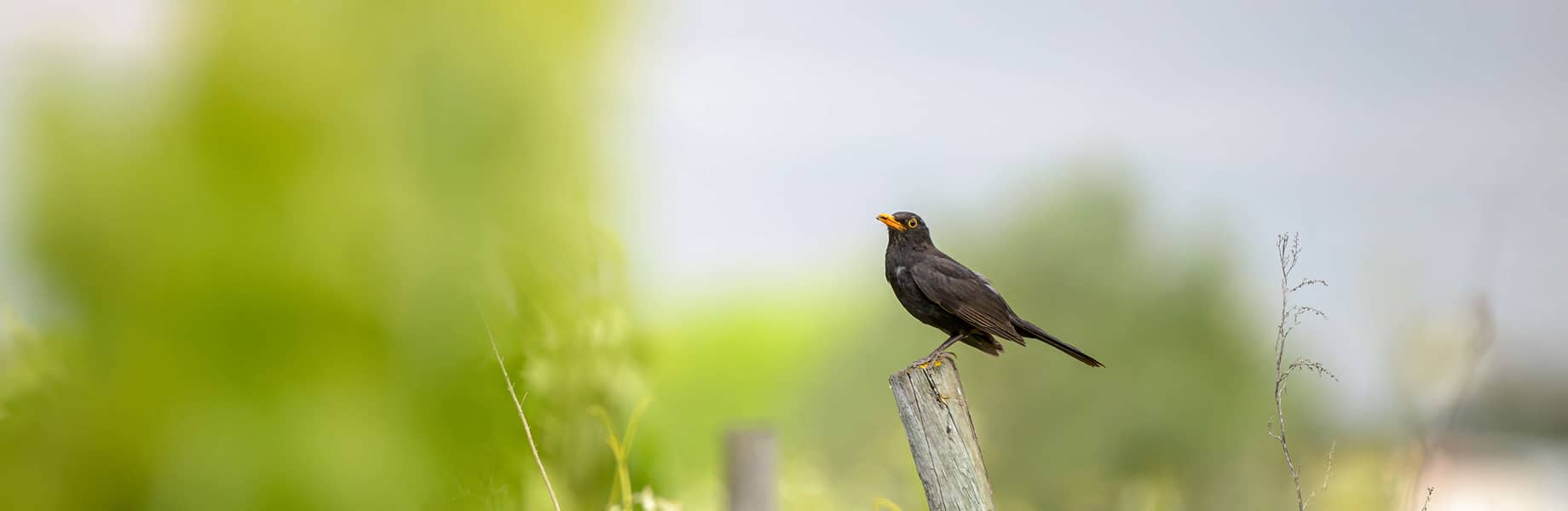 Photo Header - Nos engagements