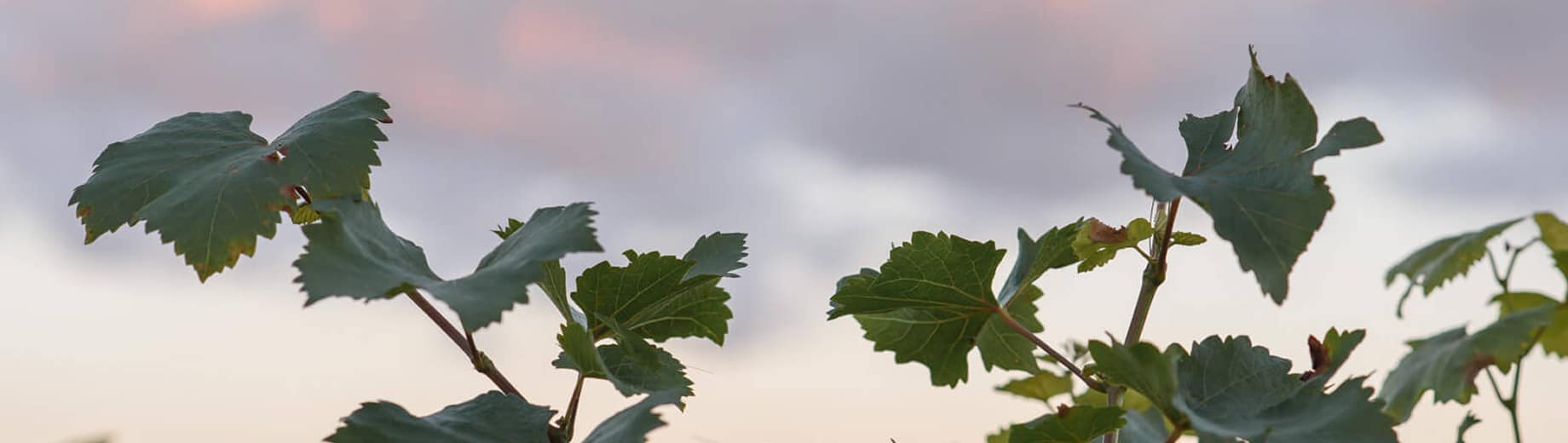 Photo Header - Le Terroir