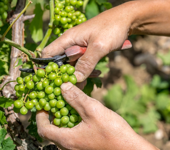 Photo Le Terroir - Biodynamie