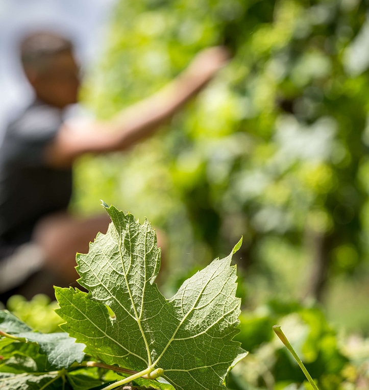 Photo Le Terroir - Terroir