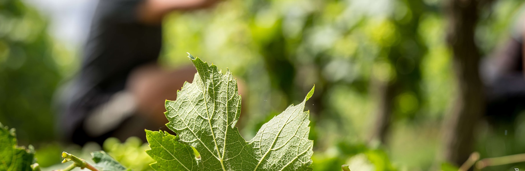 Photo contact - header